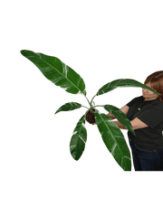 Musa Variegata groß