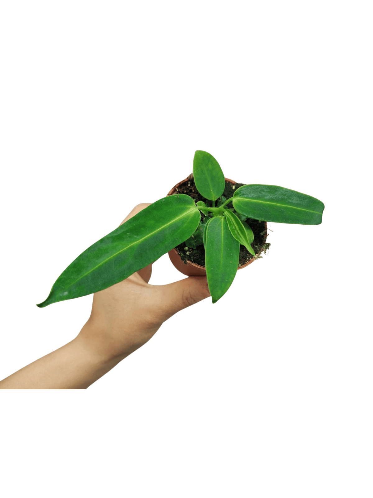 Anthurium Warocqueanum Baby