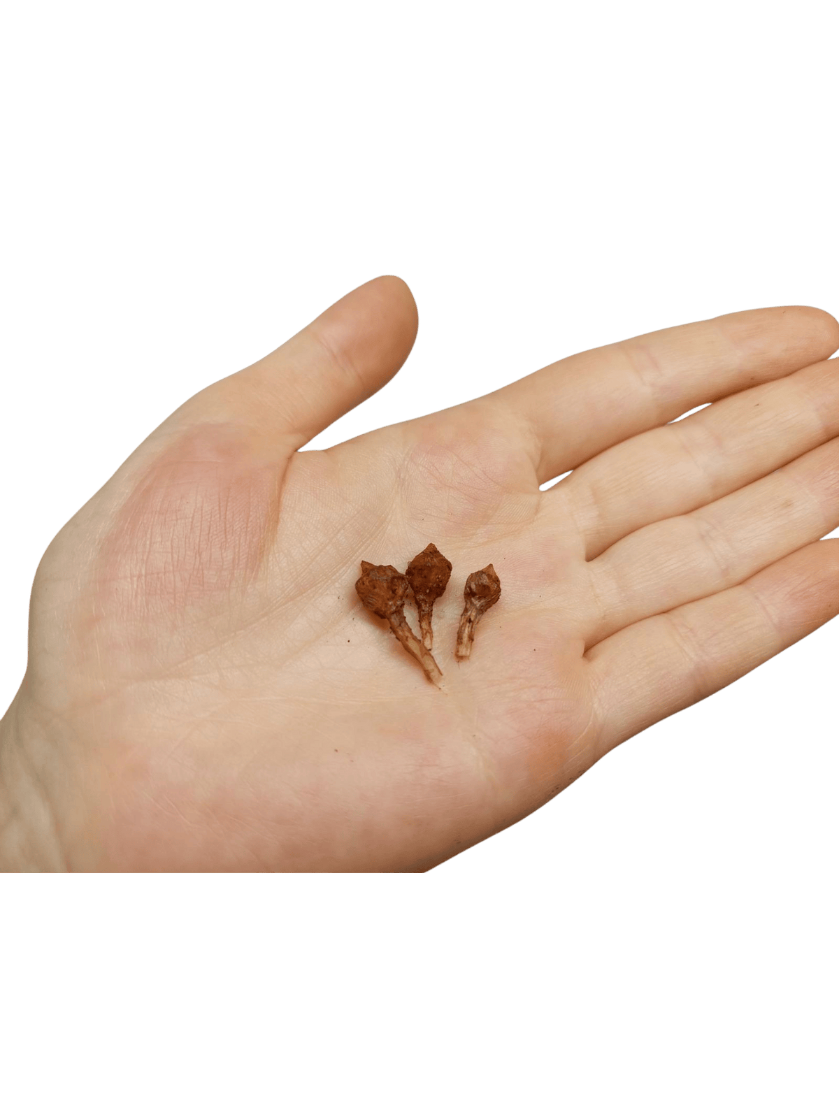 Alocasia Nobilis Pink (Rhizom / Bulbe)