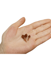 Alocasia Nobilis Pink (Rhizom / Bulbe)