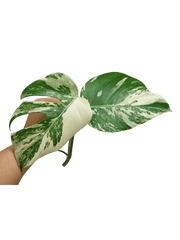 Monstera Variegata Steckling (zum aussuchen)