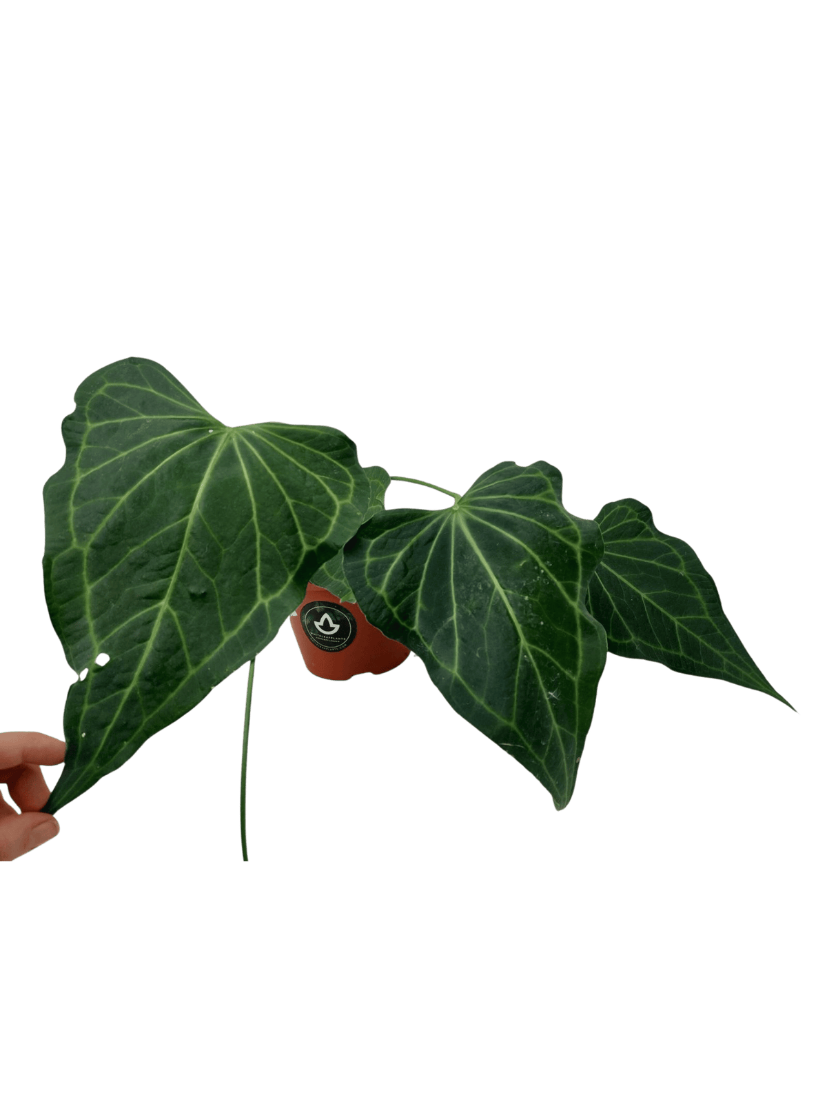 Anthurium Delta Force