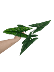 Alocasia Simpo