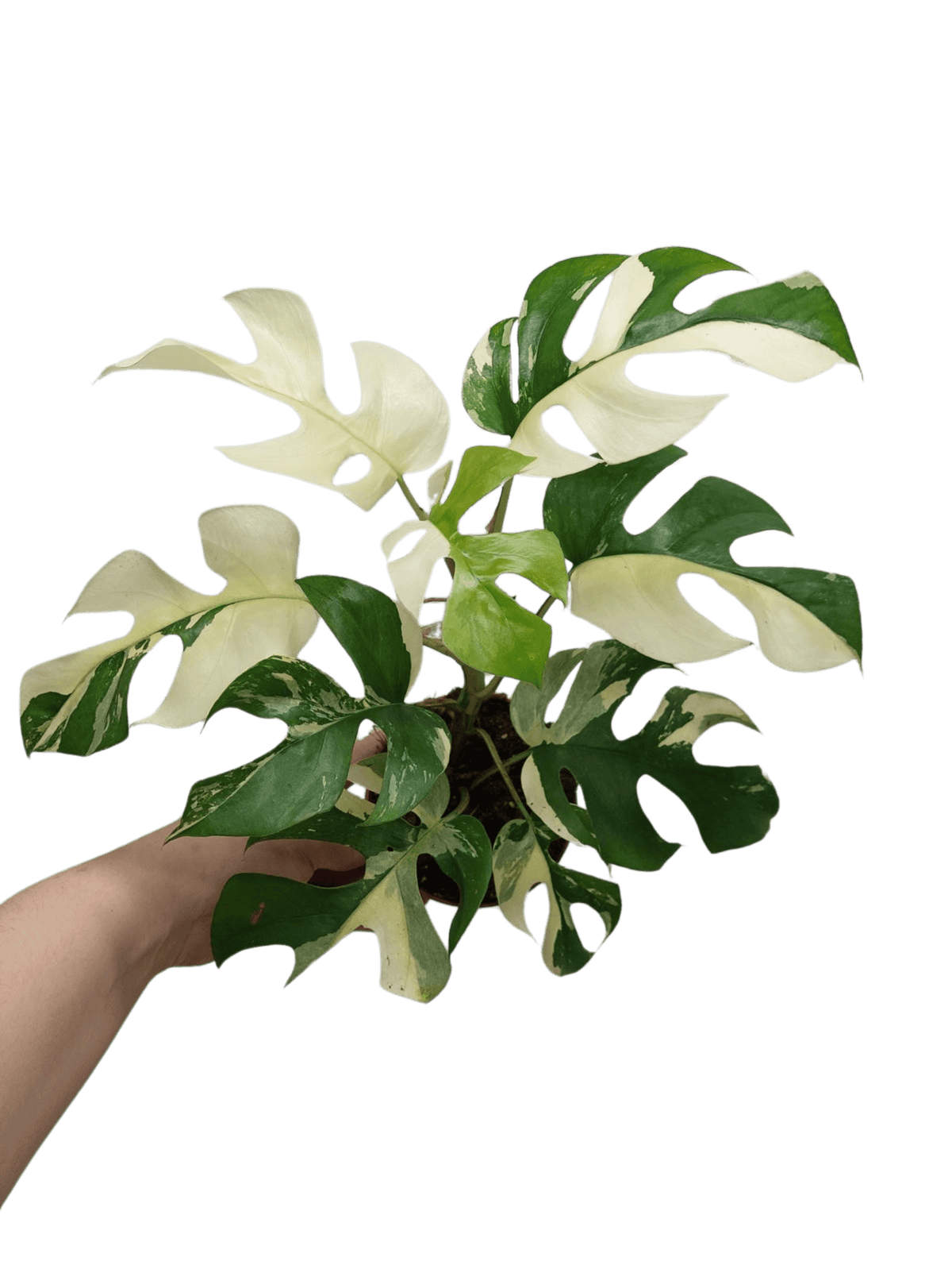 Raphidophora Tetrasperma / Monstera Minima Variegata