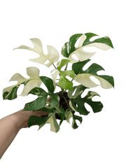 Raphidophora Tetrasperma / Monstera Minima Variegata