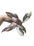 Philodendron Pink Princess