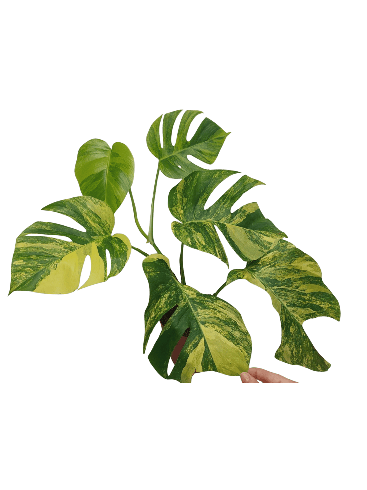 Monstera Aurea Variegata