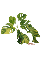 Monstera Aurea Variegata