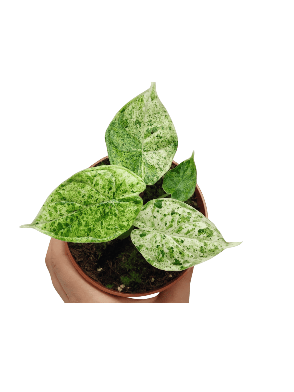 Alocasia Dragon Scale Mint