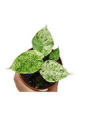 Alocasia Dragon Scale Mint