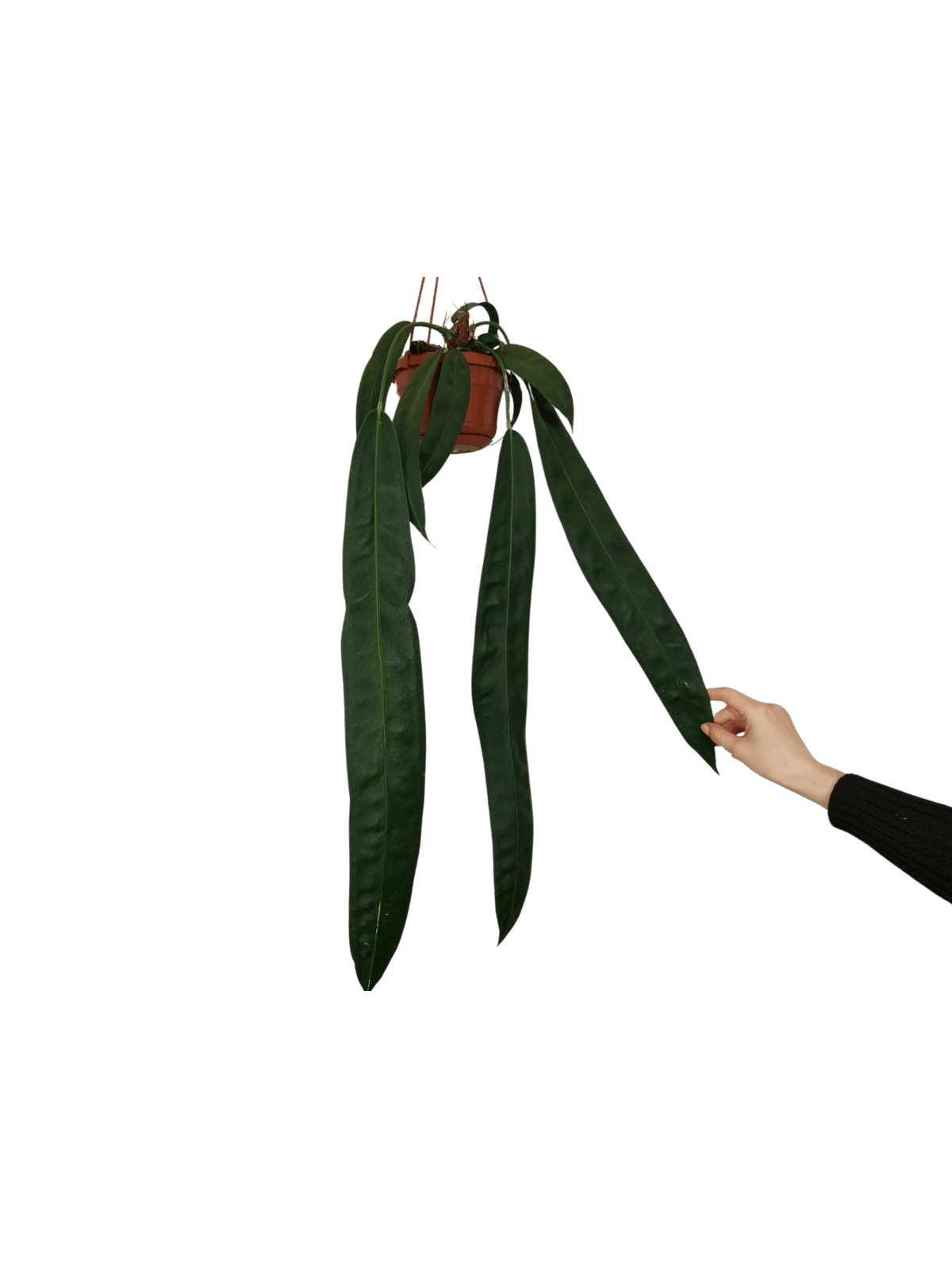Anthurium Wendlingeri