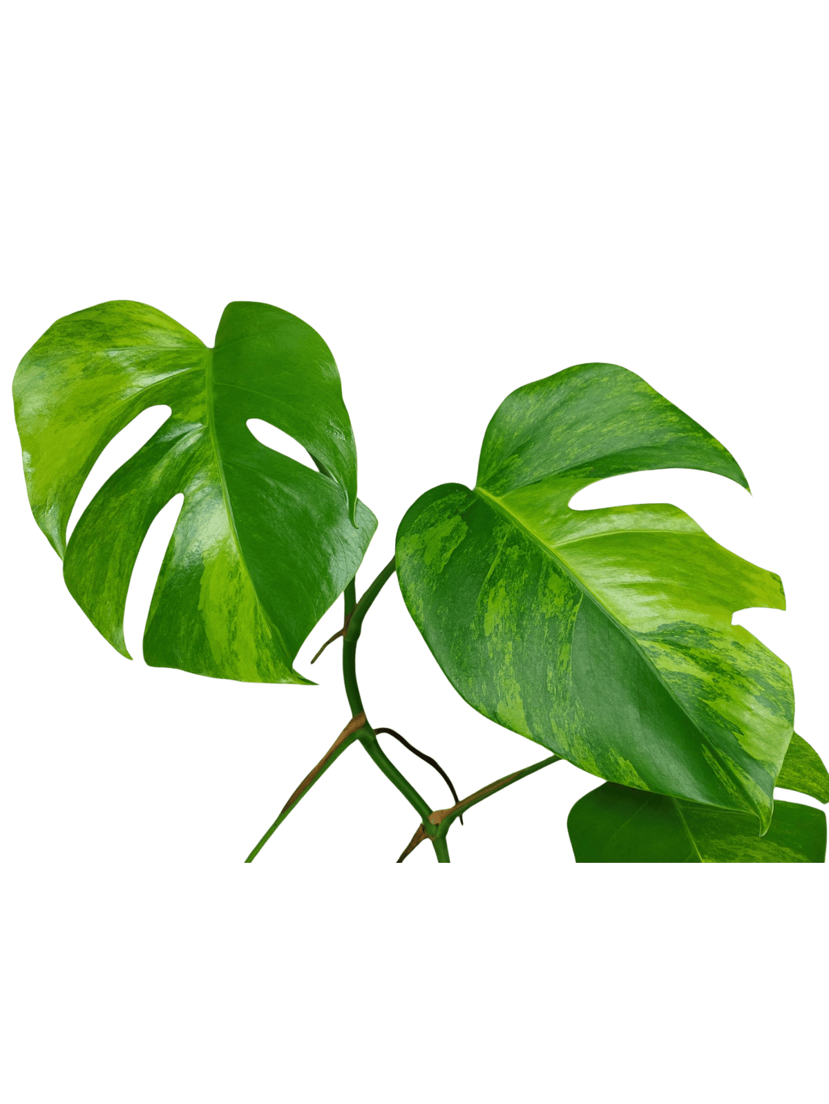 Monstera Aurea Steckling