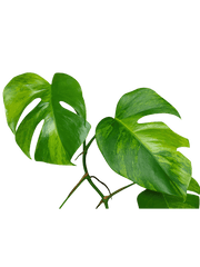 Monstera Aurea Steckling