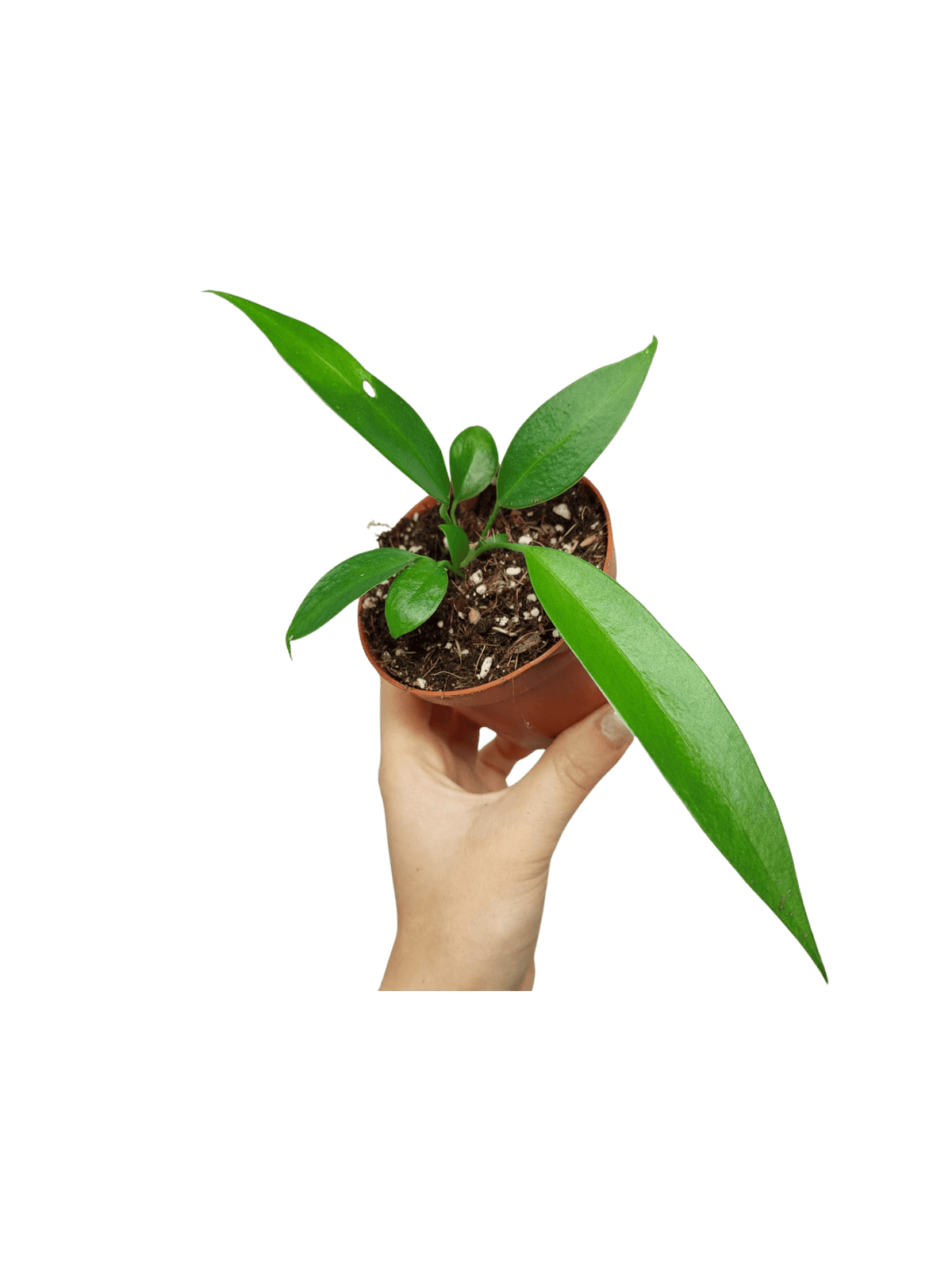 Anthurium Wendlingeri