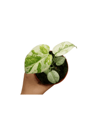 Monstera Mint Mutation