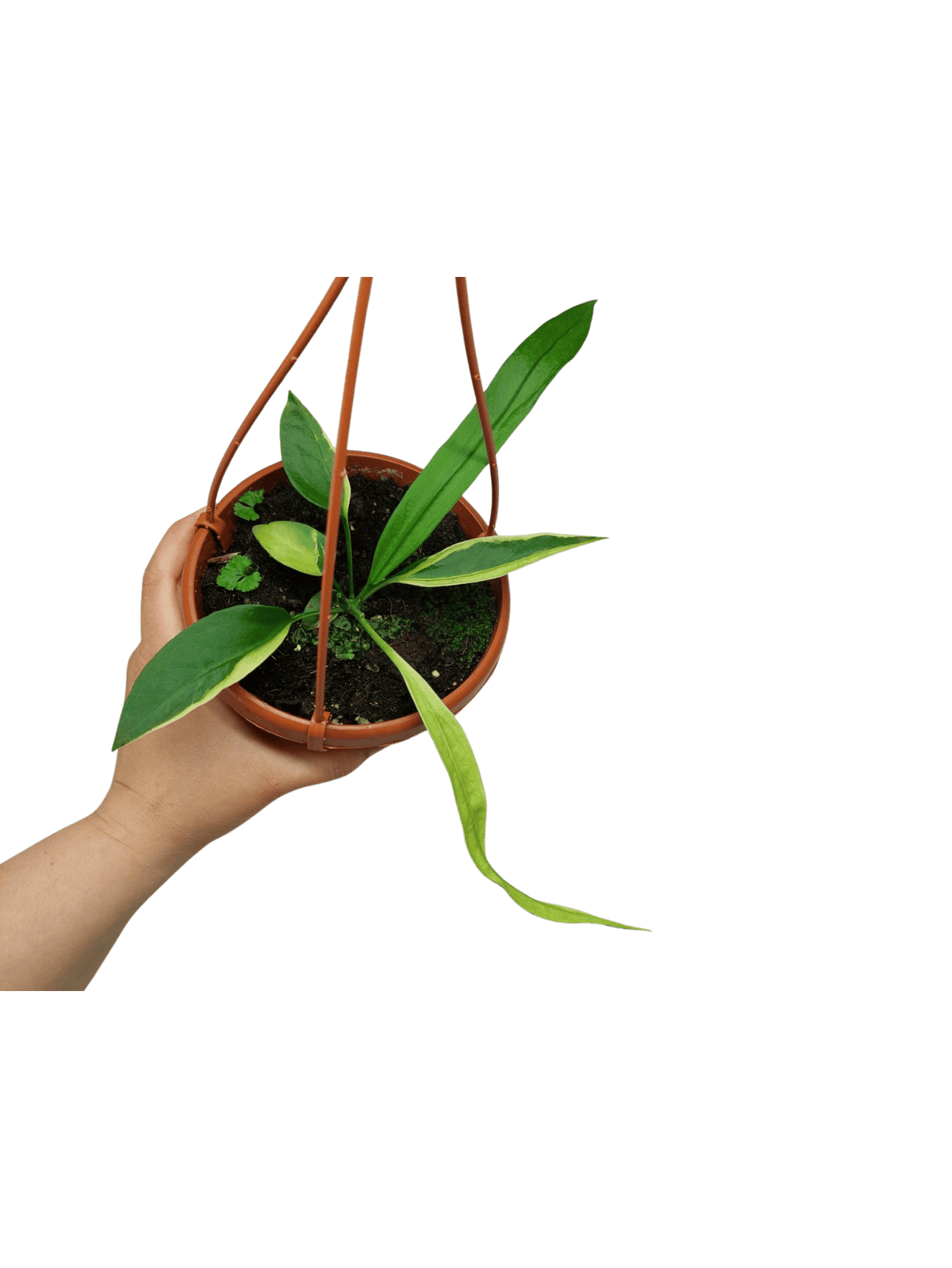 Anthurium Vittarifolium Aurea Mutation