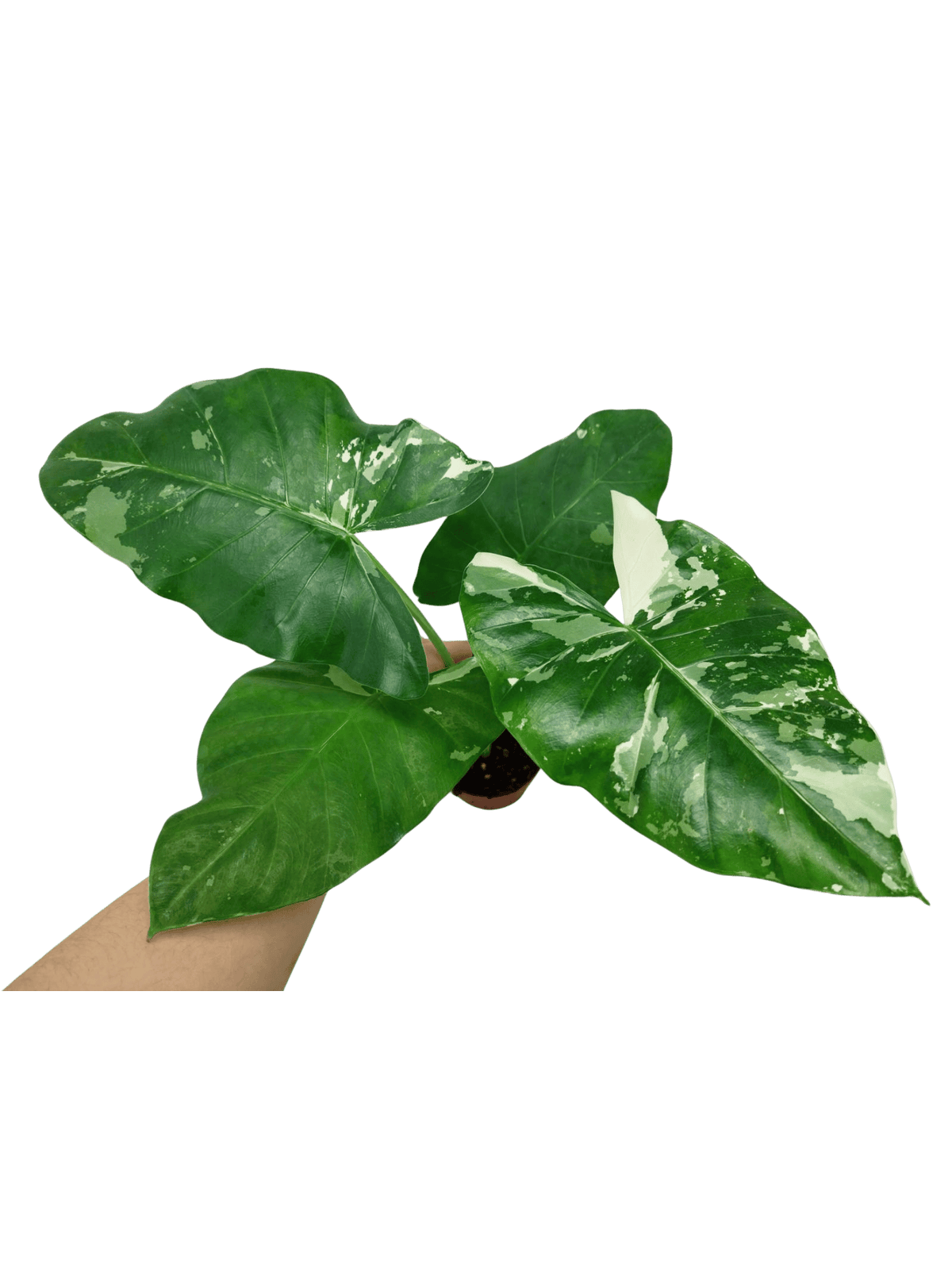 Alocasia Macrorrhiza Variegata