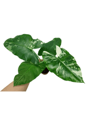 Alocasia Macrorrhiza Variegata