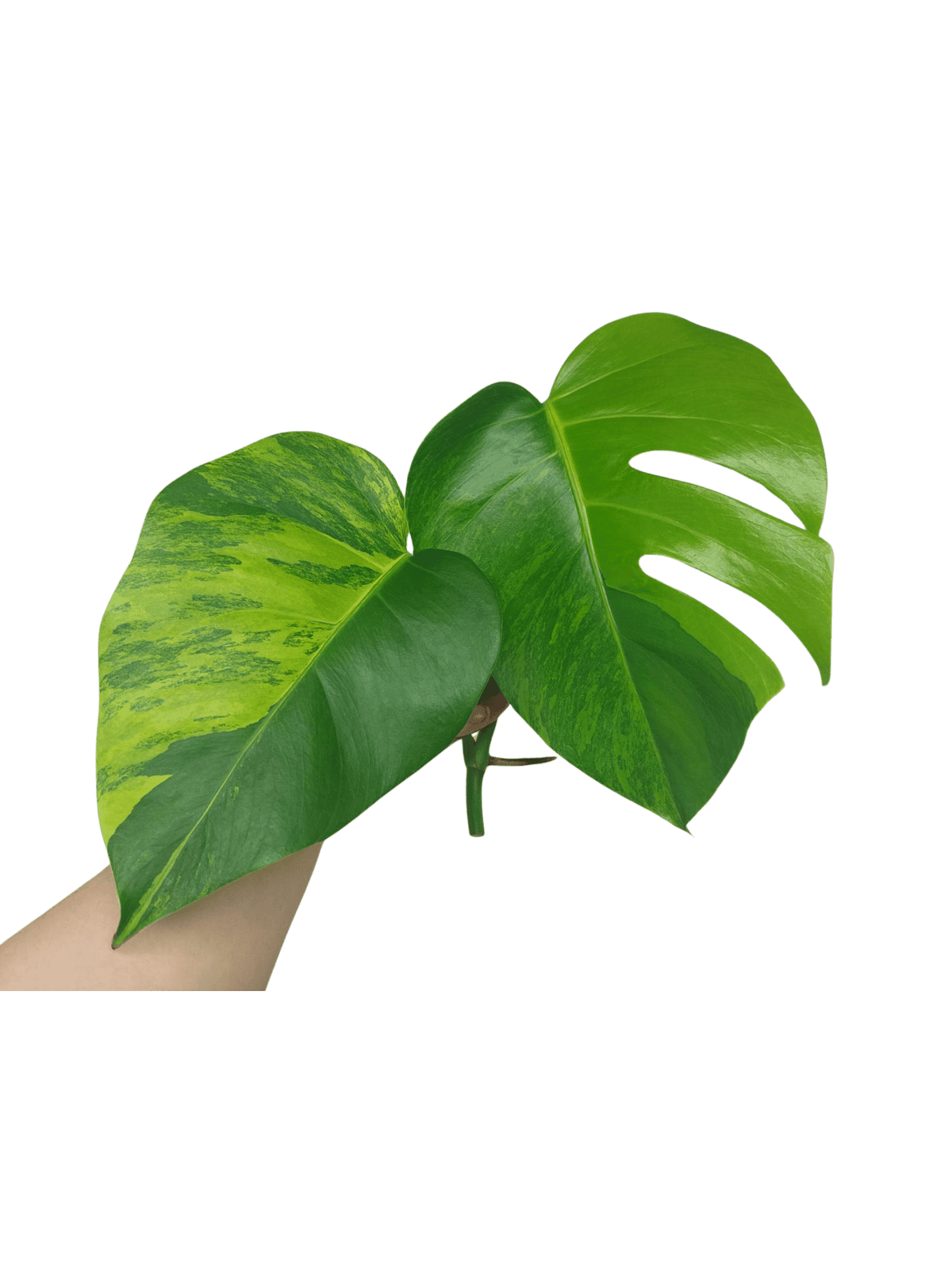Monstera Aurea Steckling