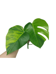 Monstera Aurea Steckling