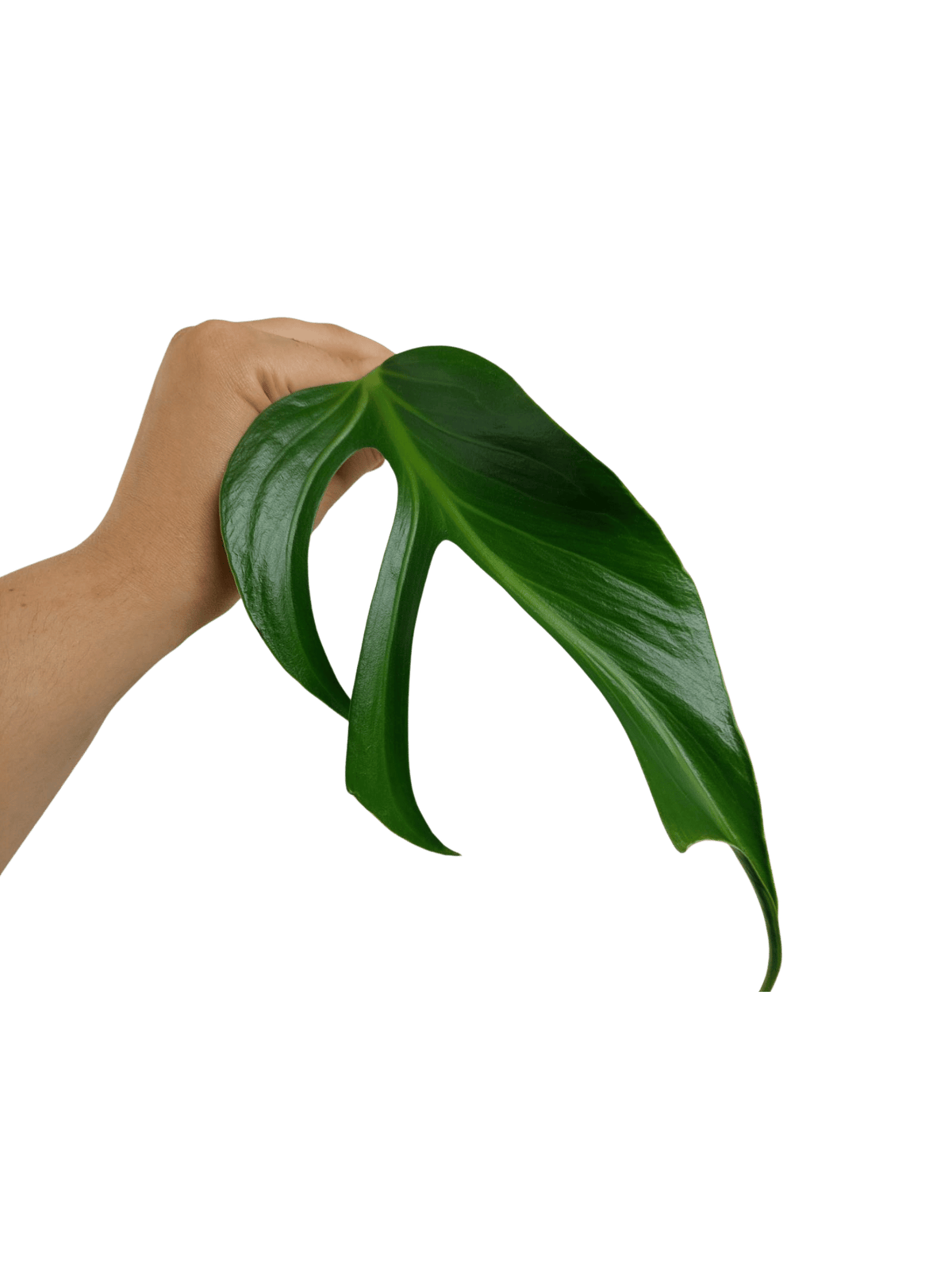 Monstera Burle Marx Flame Adult Steckling