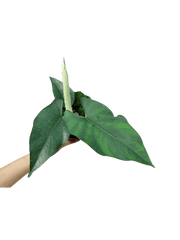 Alocasia Scrabriuscula