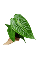 Anthurium Veitchii Narrow
