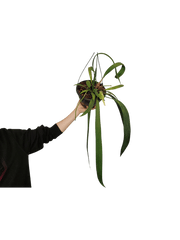 Anthurium Vittarifolium Variegata