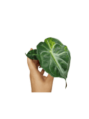 Alocasia Venom Aurea