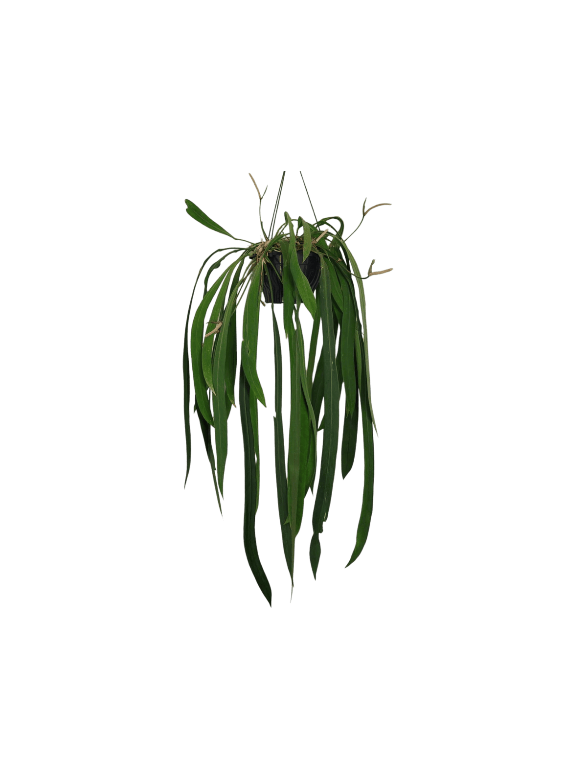 Anthurium Vittarifolium Groß