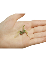 Anthurium Clarinervium Samen