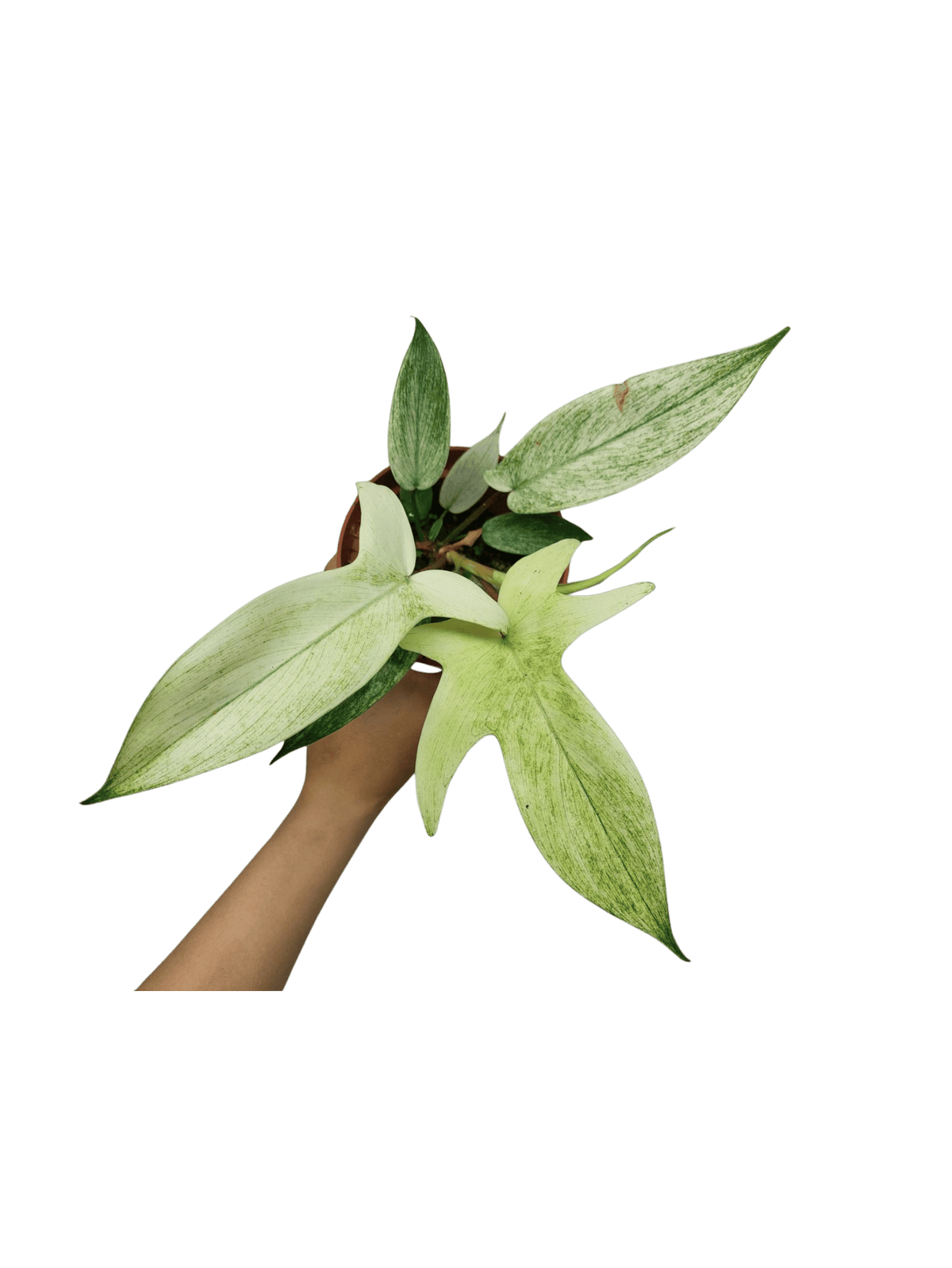 Philodendron Florida Ghost