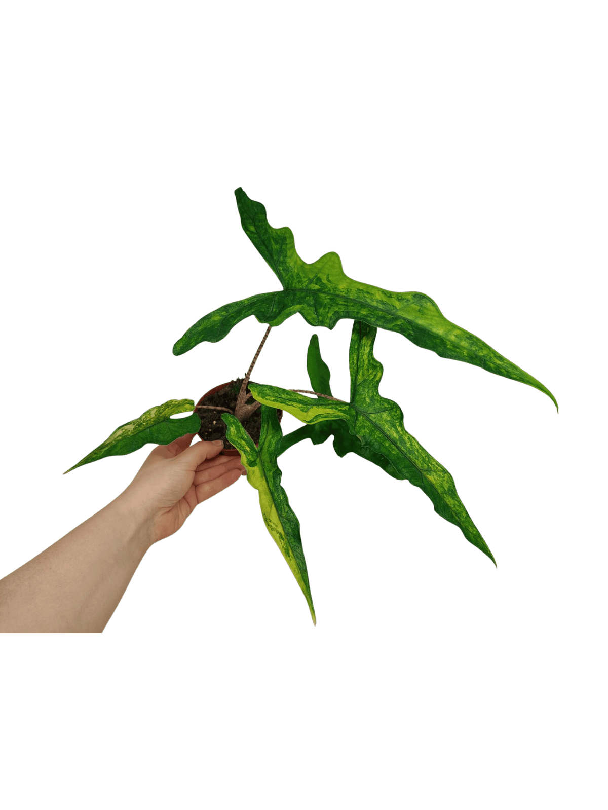 Alocasia Sabrina Aurea Variegata