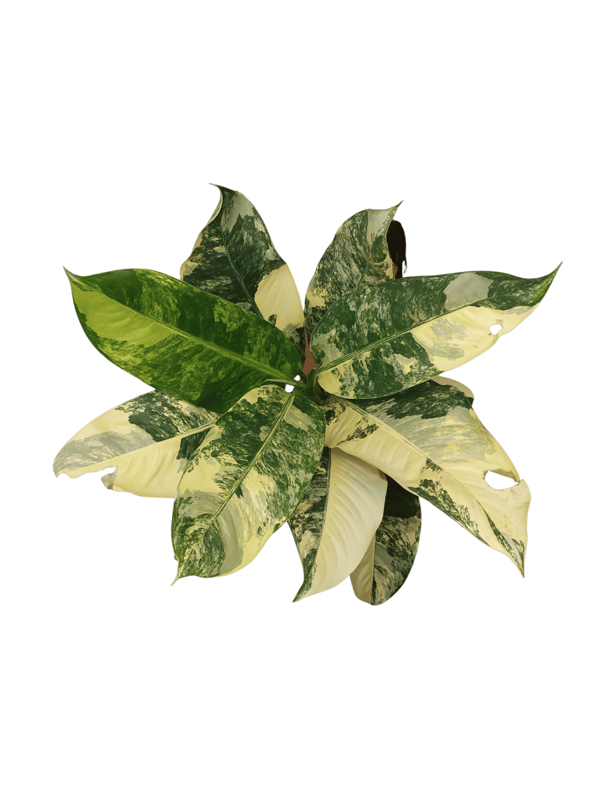 Dieffenbachia Big Ben Aurea