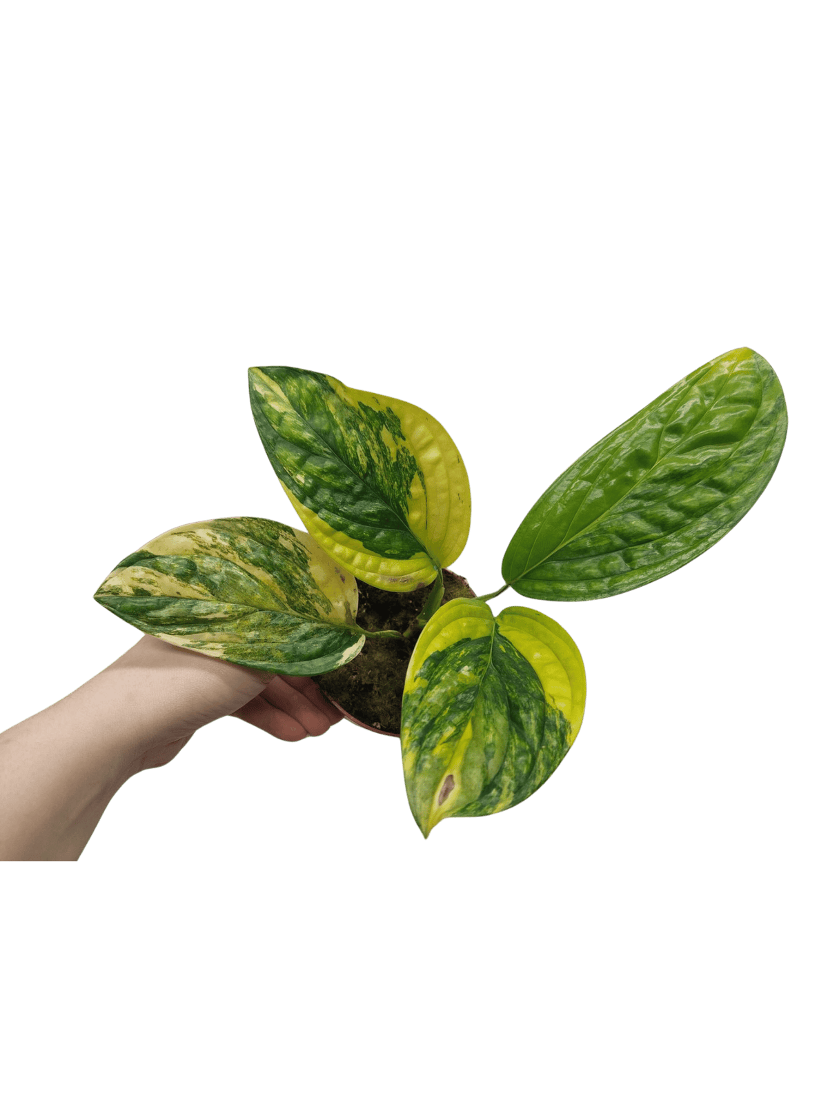 Monstera Karstenianum Peru Variegata