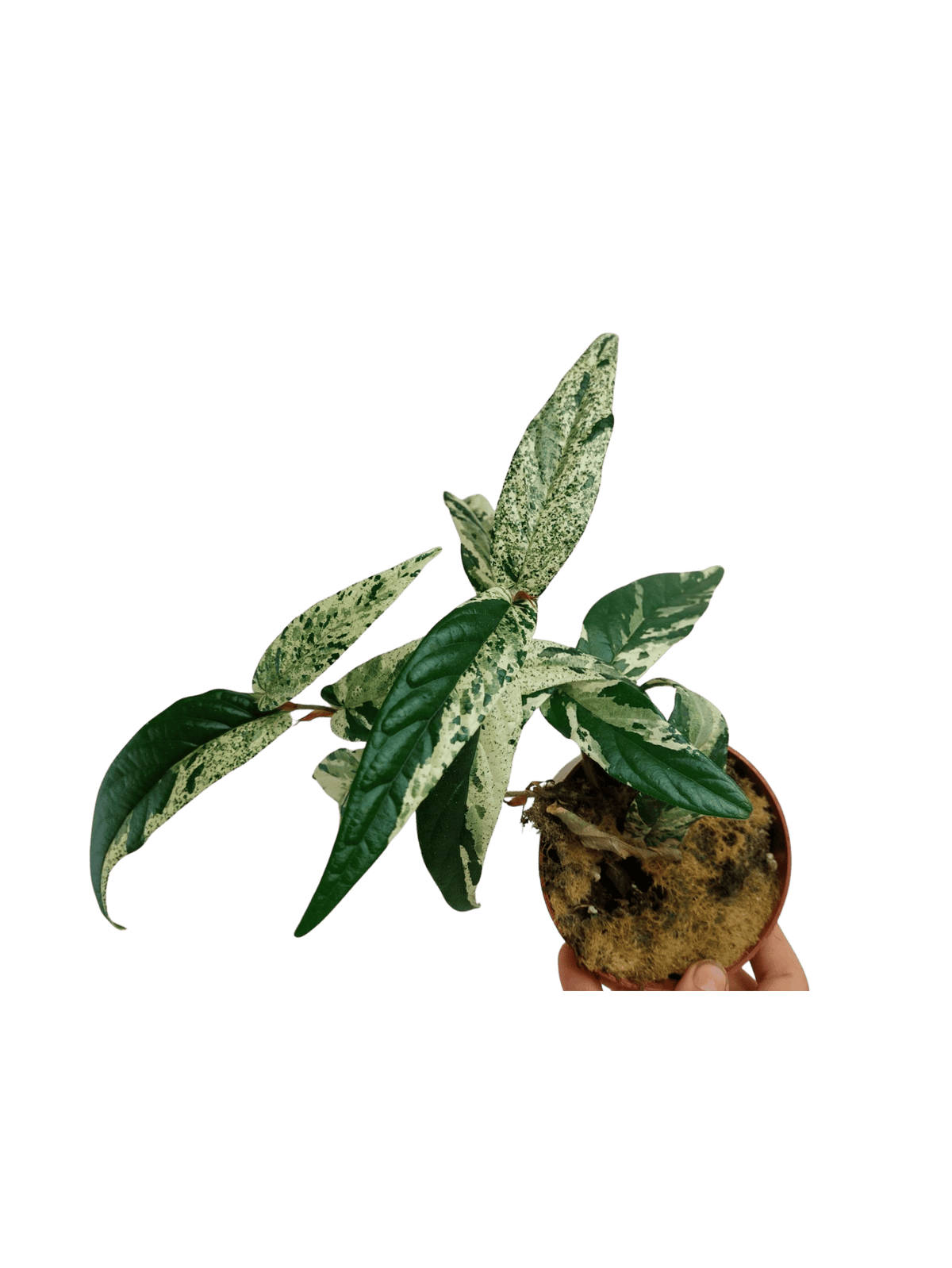 Ficus Sagittata Pink Variegata