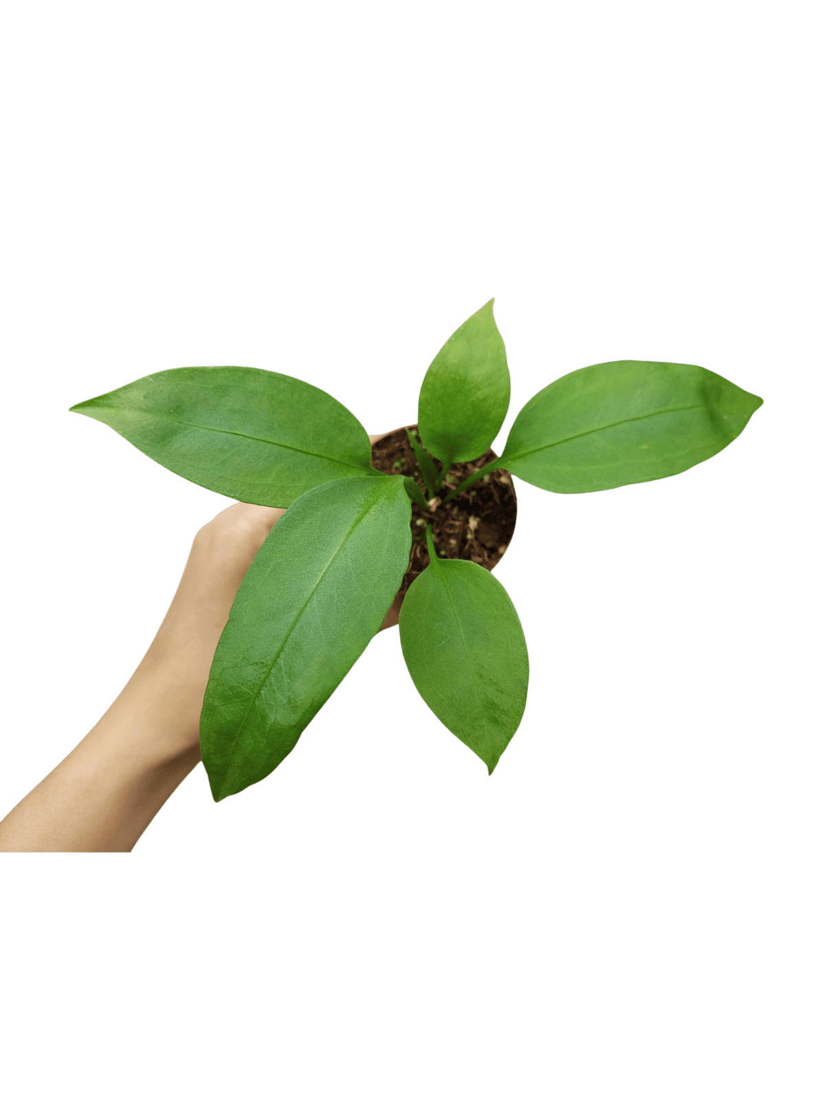 Anthurium Vittarifolium baby
