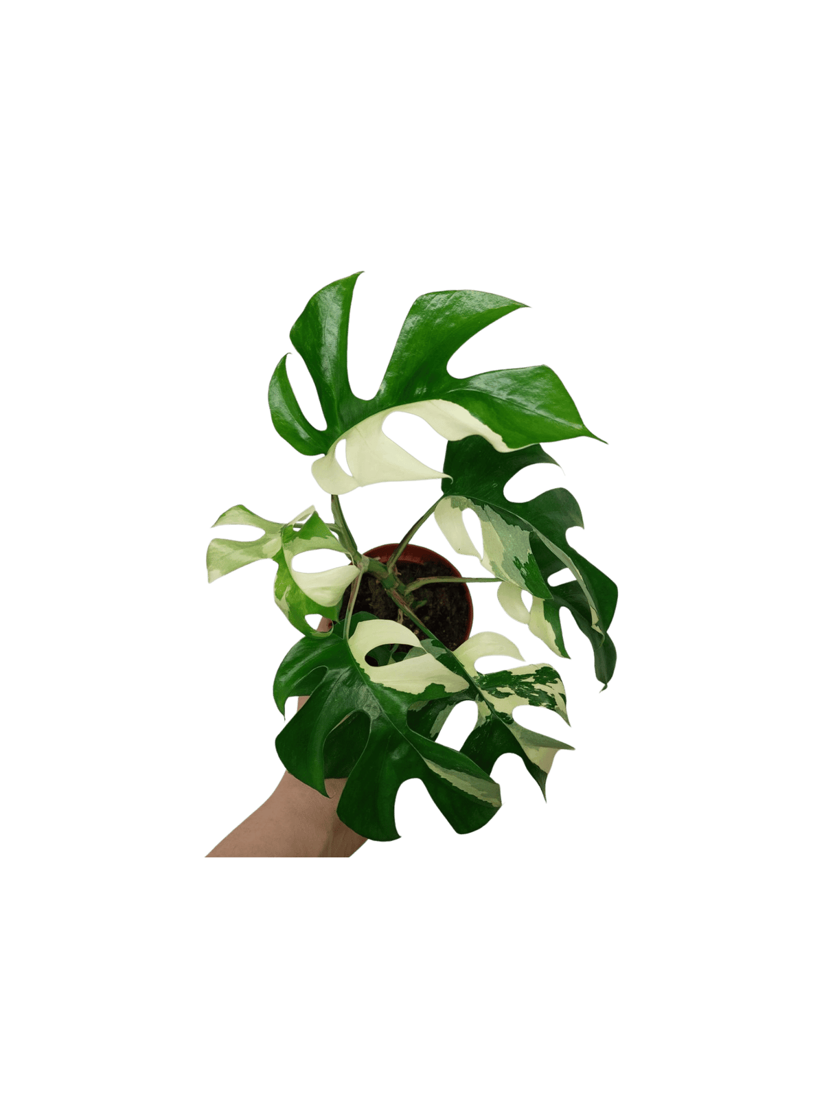 Monstera Minima / Raphidophora Tetrasperma Variegata (zum aussuchen)