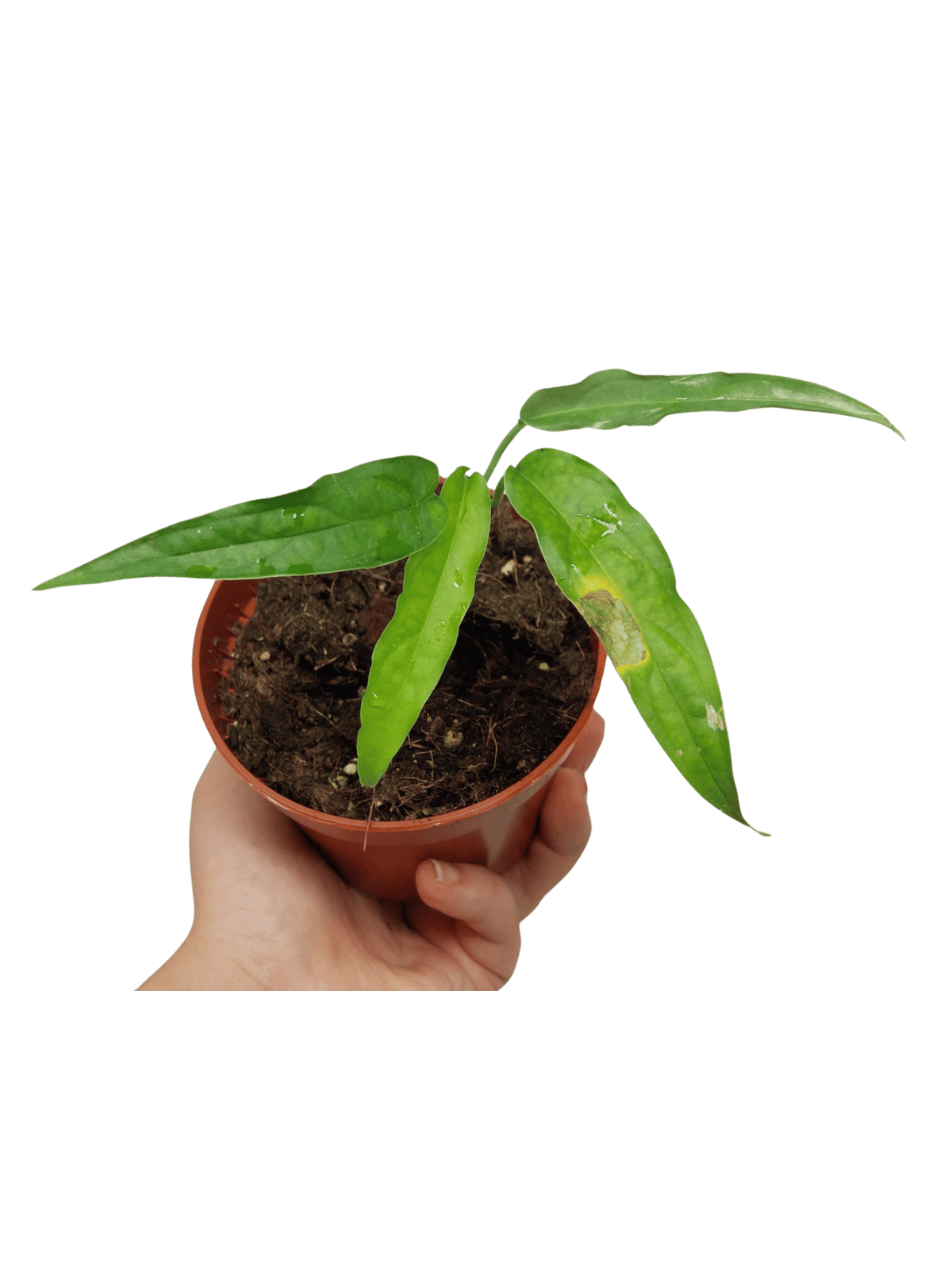 Monstera Obliqua Yasuni