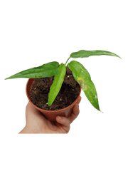Monstera Obliqua Yasuni