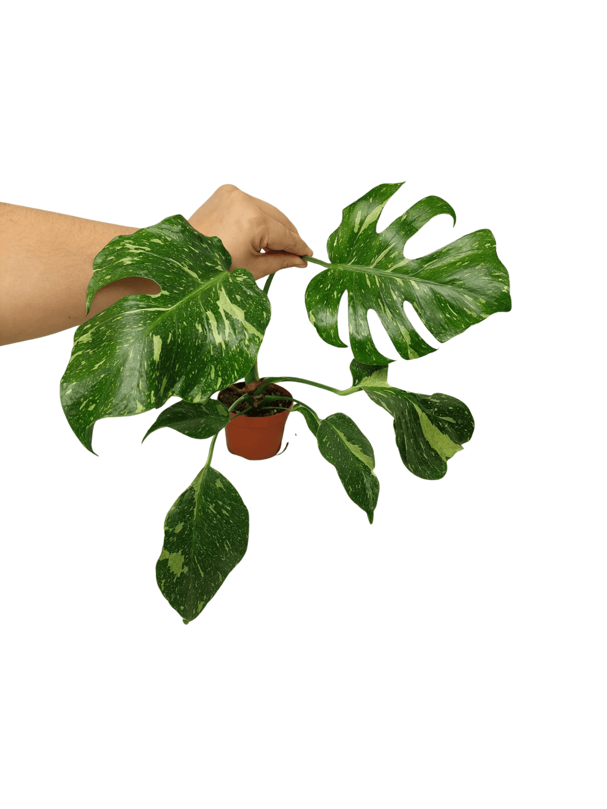Monstera Electrolight groß