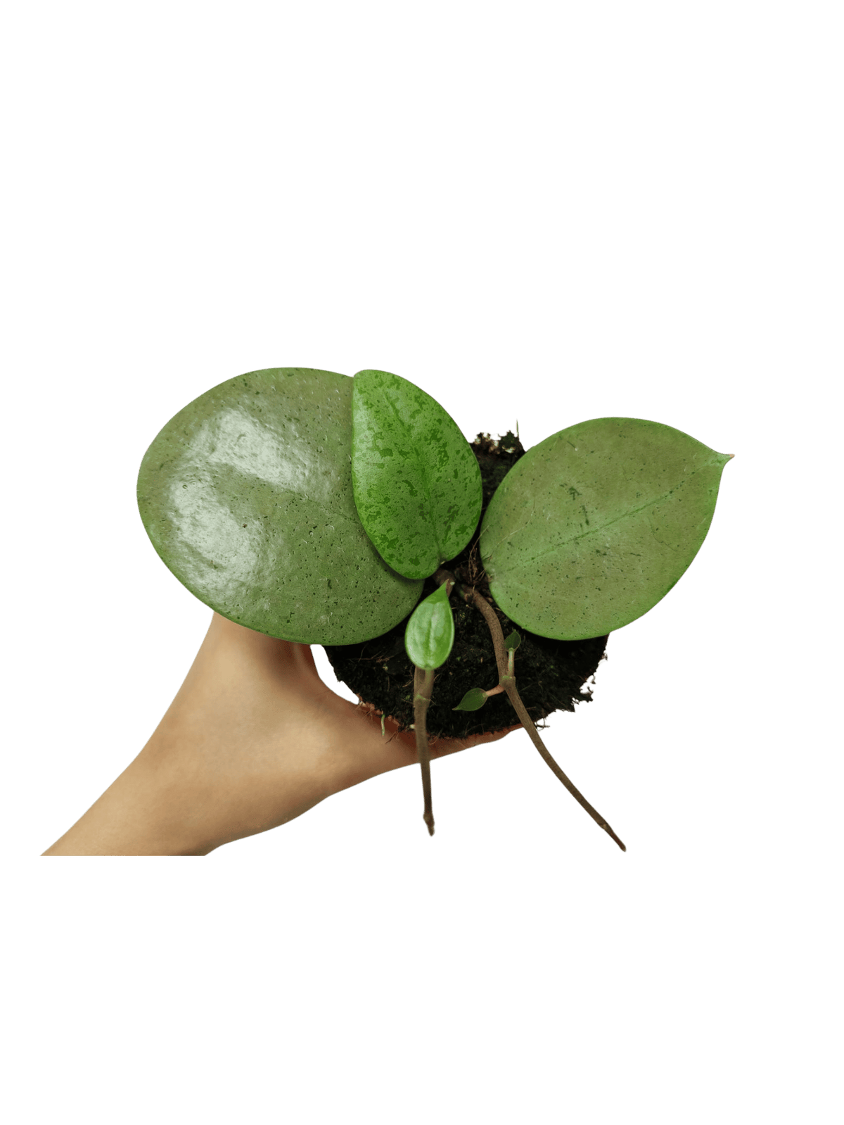 Hoya Acuta Silver