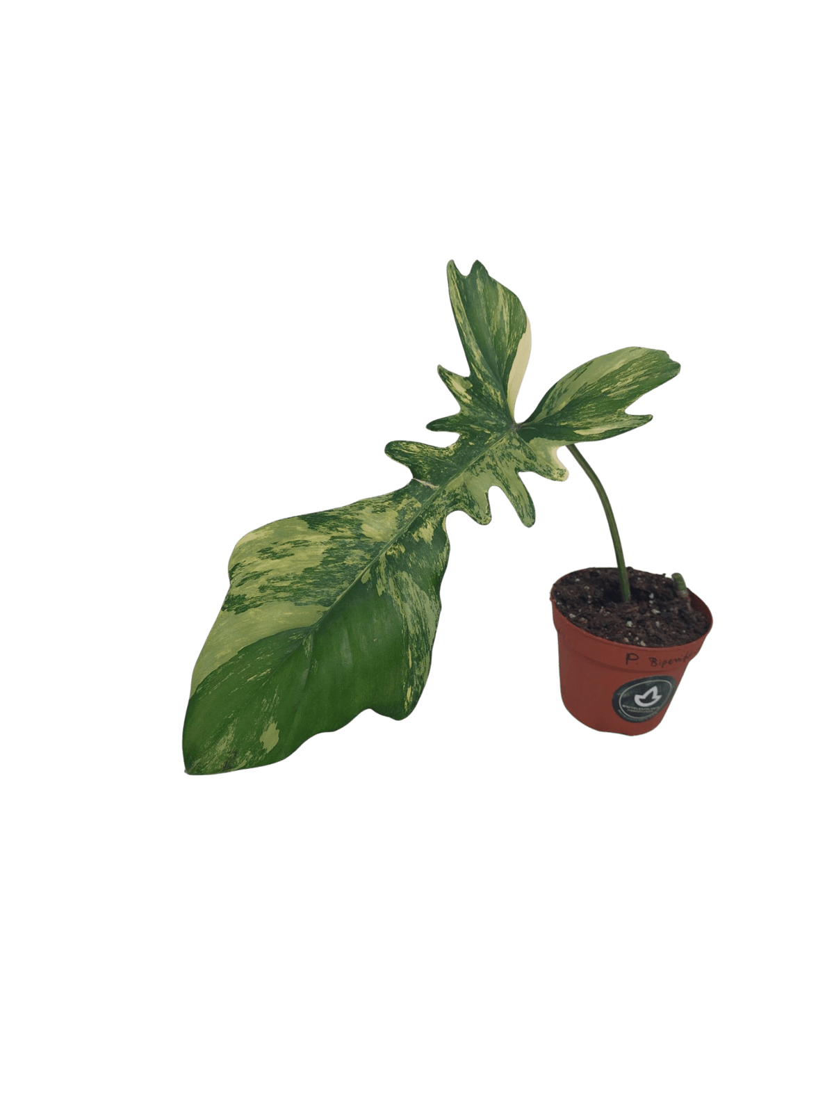 Philodendron Florida Beauty x Bipennifolium Variegata Steckling