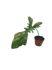 Philodendron Florida Beauty x Bipennifolium Variegata Steckling
