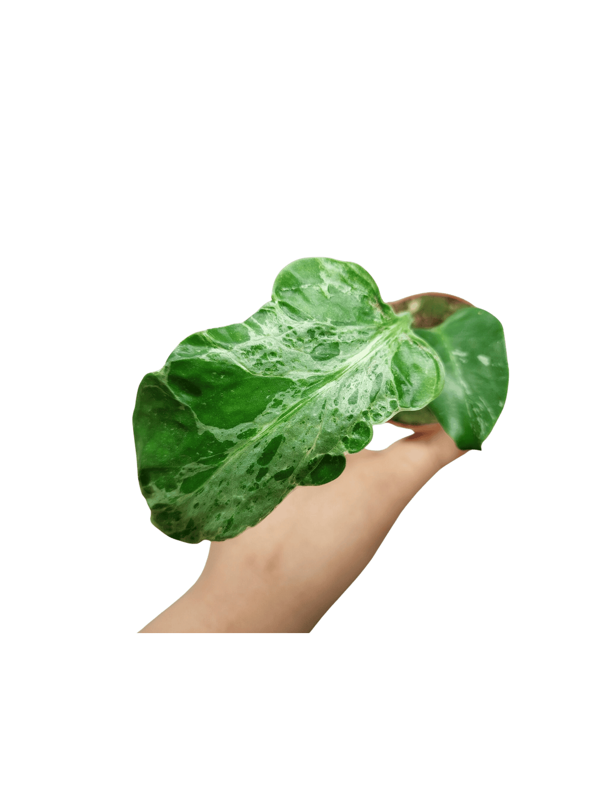 Monstera Bulbasaur (zum aussuchen)