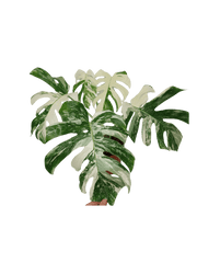 Monstera Variegata (zum aussuchen)