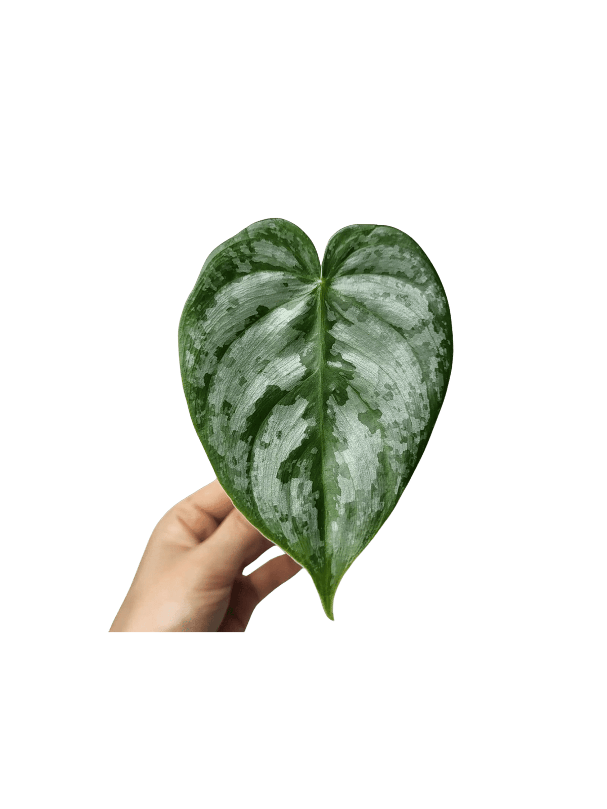 Philodendron Brandtianum Steckling