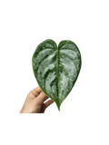 Philodendron Brandtianum Steckling