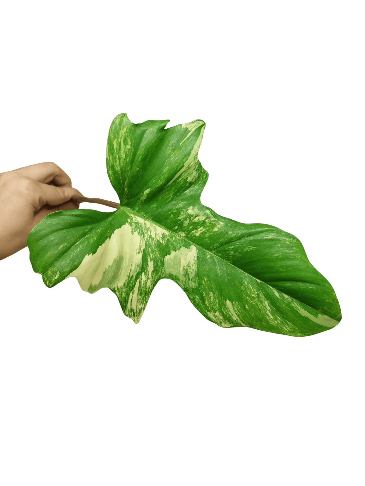 Philodendron Bipennifolium x Florida Beauty Steckling