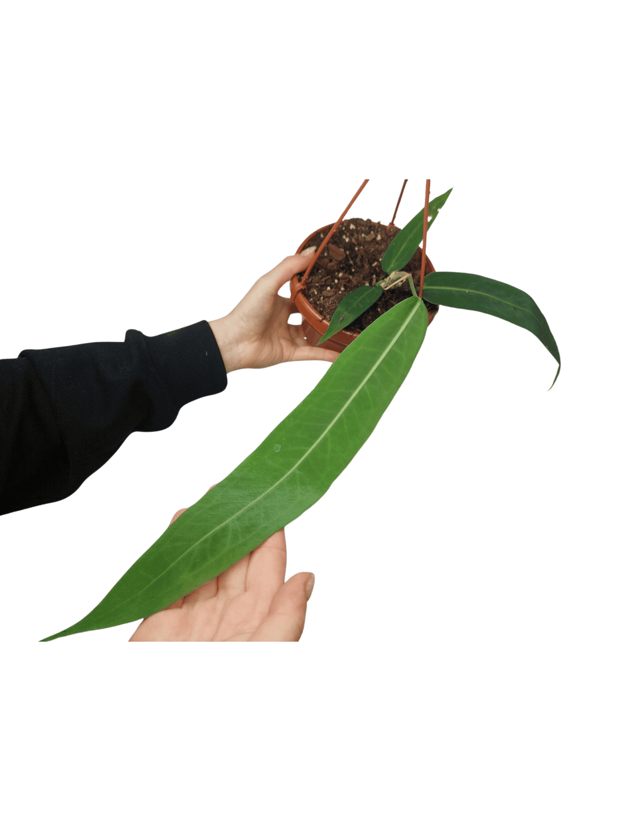 Anthurium Pallidiflorum